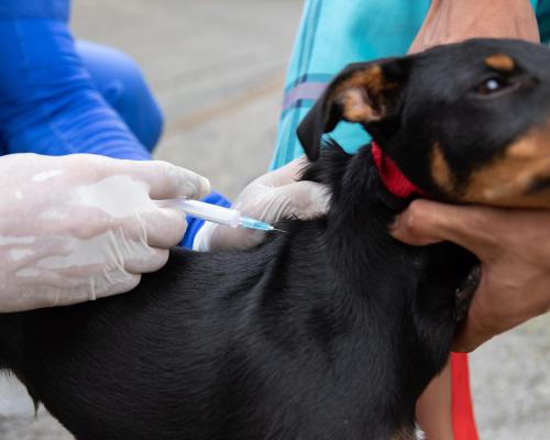 FotografoFoto Alcaldía de Medellín:La Alcaldía de Medellín implementa nuevo sello de reporte para hacer seguimiento a los registros de vacunación antirrábica. 